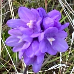 Meet your Posher, Felipe